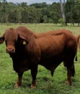 Droughtmaster bull $5000