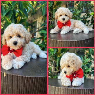 Gumtree teddy bear puppies deals