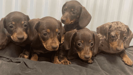 miniature dachshund puppies for sale qld