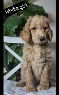 toy poodle for sale central coast