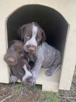 German fashion shorthaired pointer puppies for gumtree