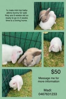 house bunnies for sale near me