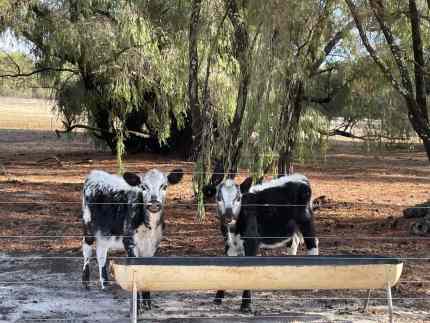 Speckled Park Calves