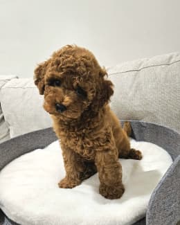 Ruby best sale toy cavoodle