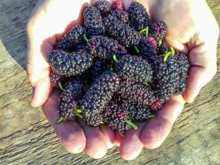 Gumtree mulberry deals