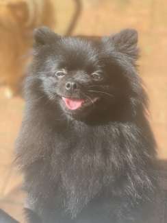 Pomeranian gumtree deals