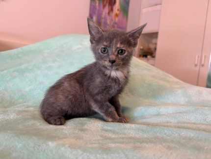 Brandy rescue kitten NK6444 vetwork included!