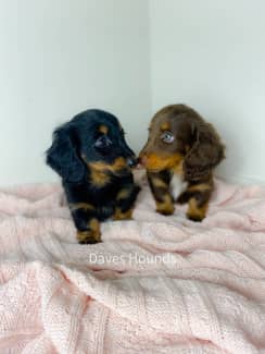 mini dachshund puppies for sale classified ad