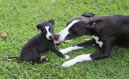 Whippet puppies for hot sale sale trading post