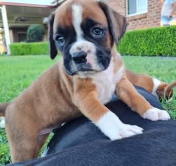 Gumtree sales boxer puppies