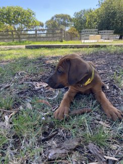 Gumtree ridgeback online