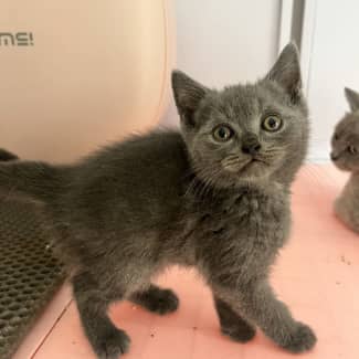 British shorthair best sale kittens central coast