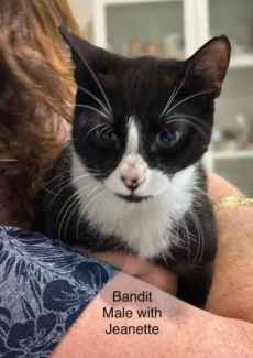 Bandit - Perth Animal Rescue Inc vet work cat/kitten