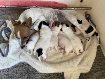 Melton Area VIC Dogs Puppies Gumtree Australia Free Local