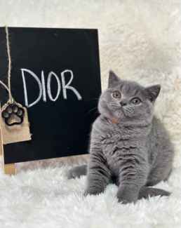 Purebred British Shorthair Kittens Available 🐾
