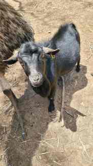 Pygmy goat  buck