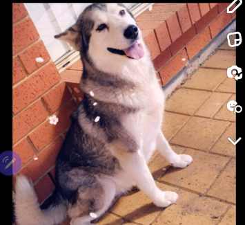 siberian Husky give away to good home only. 