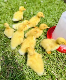 Pekin Ducklings 🐥🐥🐥 available for adoption all year round