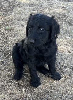 Gumtree labradoodle hot sale