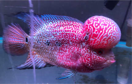 male flowerhorn for sale