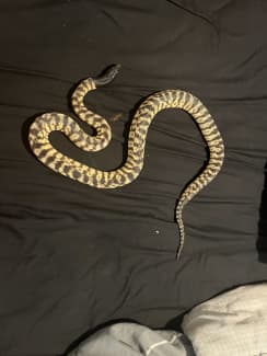 Australian Man Sitting On Toilet Spots Enormous Python Lounging Atop Shower