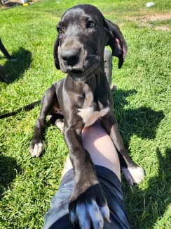 Great Dane Mantle pup Pedigree ANKC papers