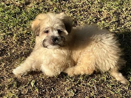 Shop maltese shih tzu gumtree Online Sale