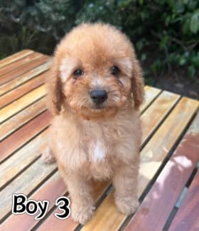 Gumtree 2025 toy cavoodle