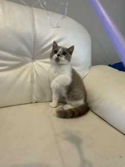 Stunning Lilac British Shorthair Kittens looking for forever homes