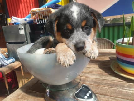 Blue best sale heeler gumtree