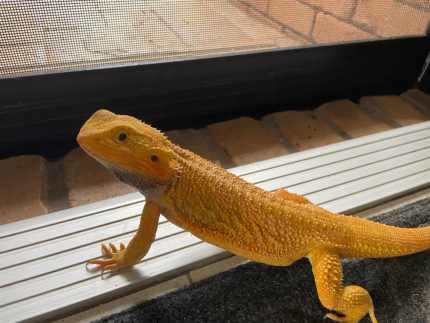 Bearded dragon enclosure for sales sale