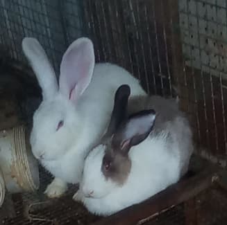 Meat rabbits 2024 for sale