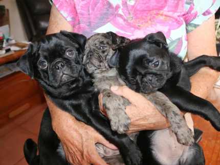 Gumtree pug hot sale