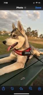 Gumtree husky for sales sale