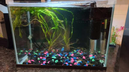 artificial fish tank  Gumtree Australia Free Local Classifieds