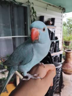 Blue winged best sale parakeet for sale