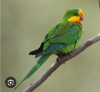 Male Superb Parrot