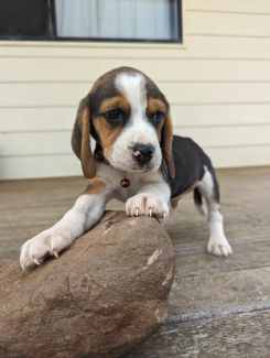 Gumtree store beagle puppies