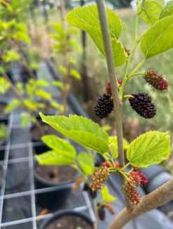 Gumtree mulberry sale