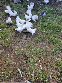 White Fantail Pigeons 