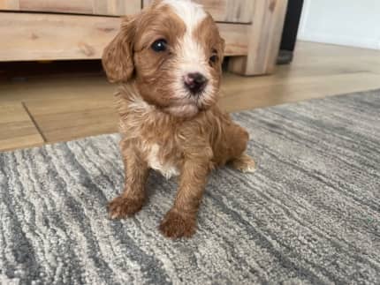 Gumtree clearance toy cavoodle