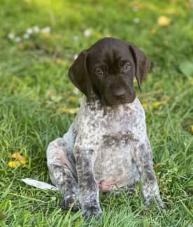 are german shorthaired pointer noisy