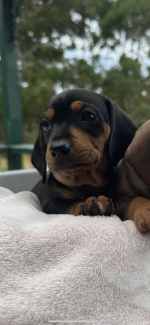 Gumtree clearance sausage dog