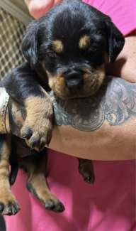 ROTTI PUPS READY FOR NEW LOVING HOMES NOW
