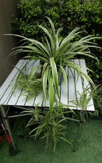 Chlorophytum comosum - Wikipedia