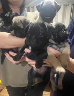purebred pug puppies for sale.