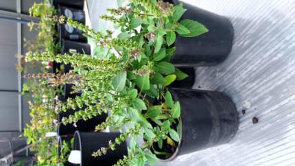 tulsi plant in Sydney Region NSW Plants Gumtree Australia