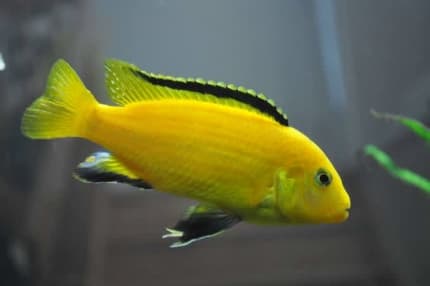 electric yellow cichlid for sale