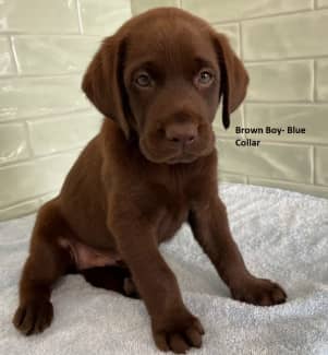 Gumtree 2024 chocolate labrador