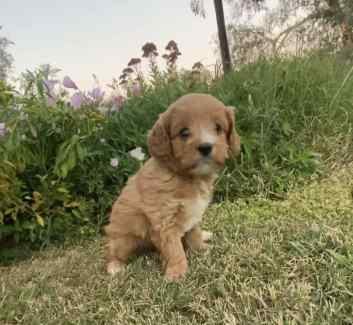 Cavoodle Apricot second cross puppies 
